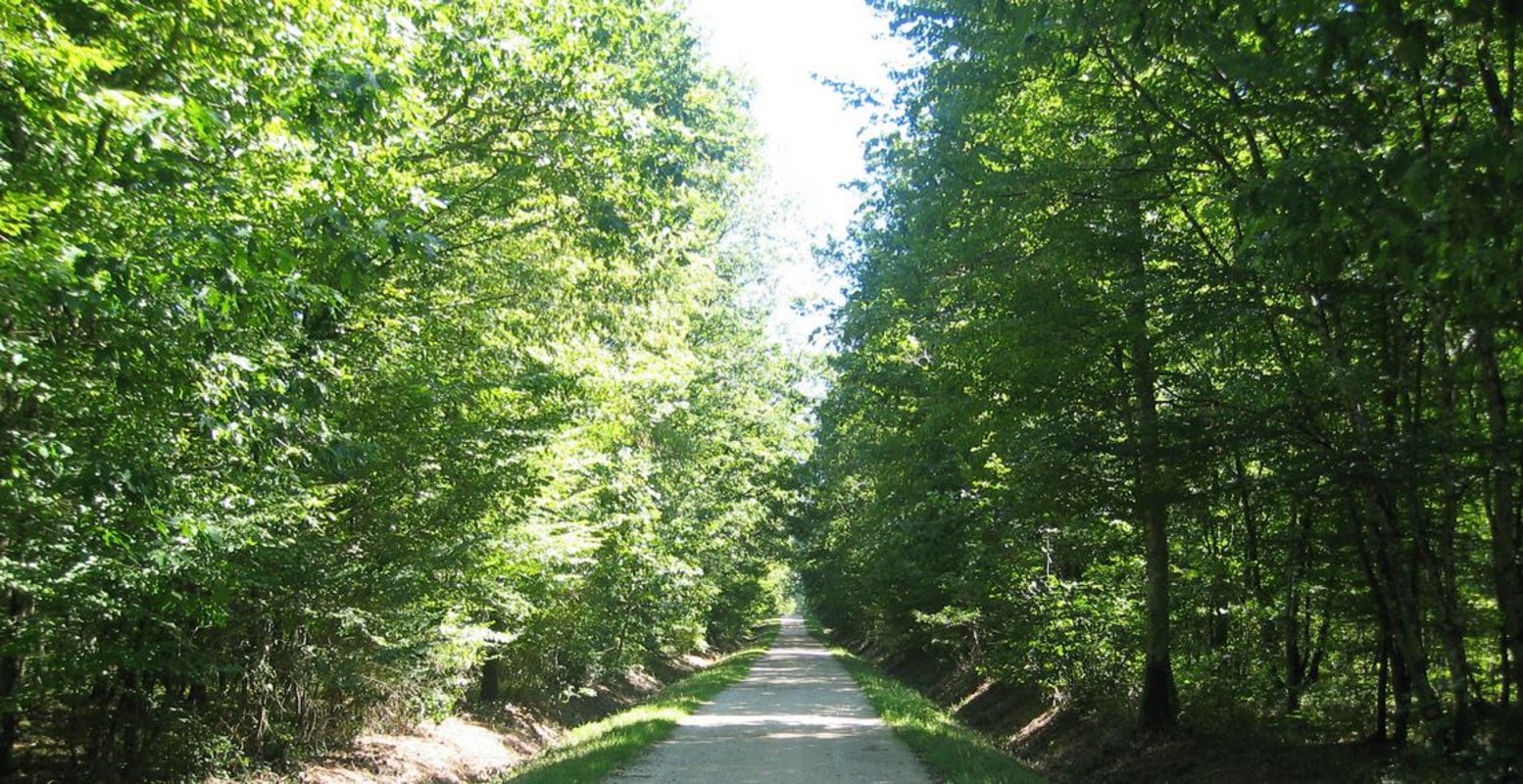 Sentier dans la forêt de Montech