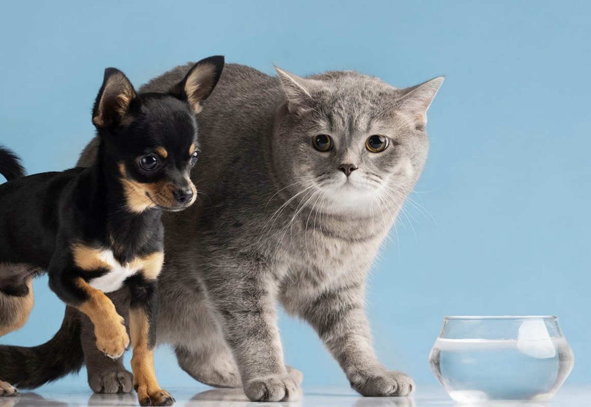 Photo d'un chien et d'un chat