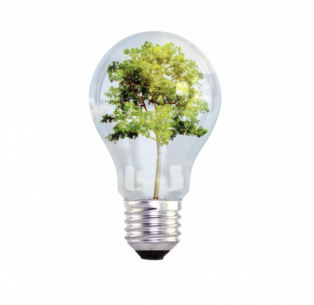 Photo d'une ampoule avec un arbre vert à l'intérieur