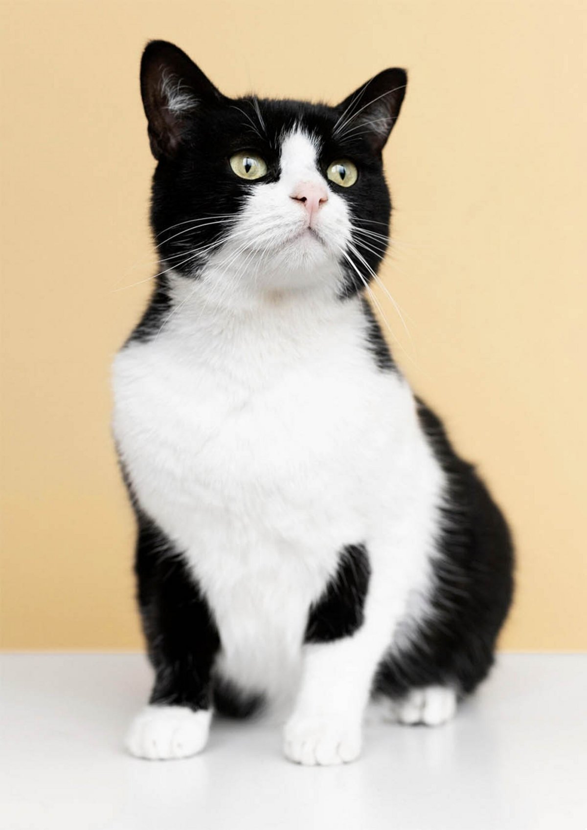 Chat balnc et noir