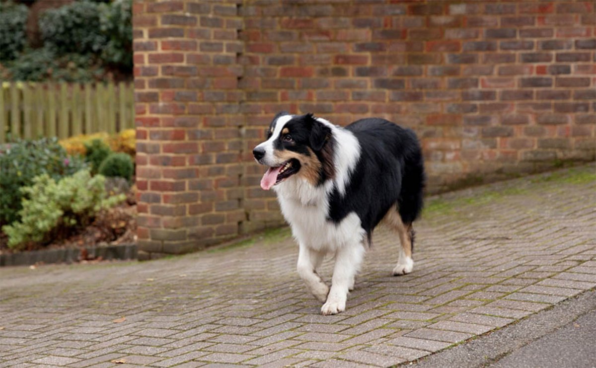 Chien marchant seul dans la rue
